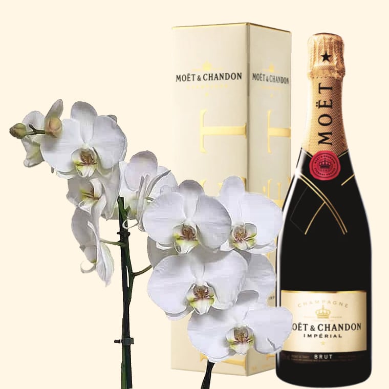 2 Bellissimi rami di Orchidea Phalaenopsis con Fiori Bianchi + Bottiglia di Champagne Moët & Chandon