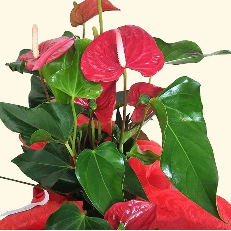 Pianta di Anthurium rosso consegna a domicilio a Roma