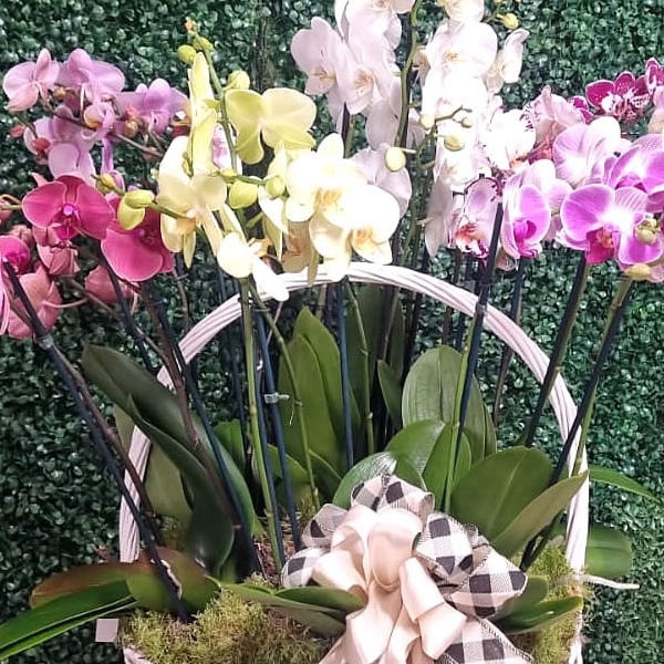 Cesto con 7 vasi di Splendide Orchidee colorate, consegniamo a Roma a domicilio e su appuntamento