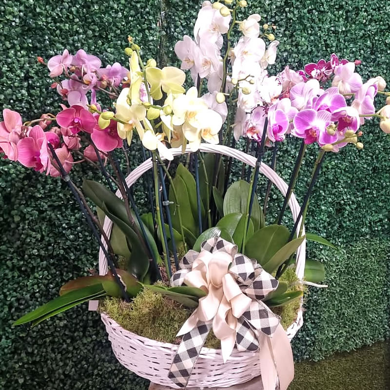 cesto di Orchidee consegna a domicilio a Roma