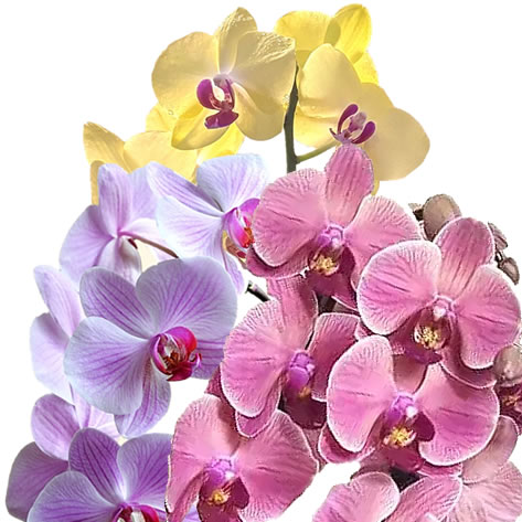 consegna-a-domicilio-a-roma-ORCHIDEA-PHALAENOPSIS